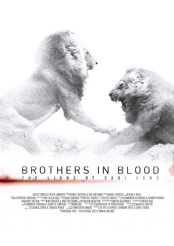 دانلود مستند Brothers in Blood: The Lions of Sabi Sand 2015 دانلود مستند Brothers in Blood: The Lions of Sabi Sand 2015